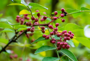 Energizes Slow Lymph Flow
